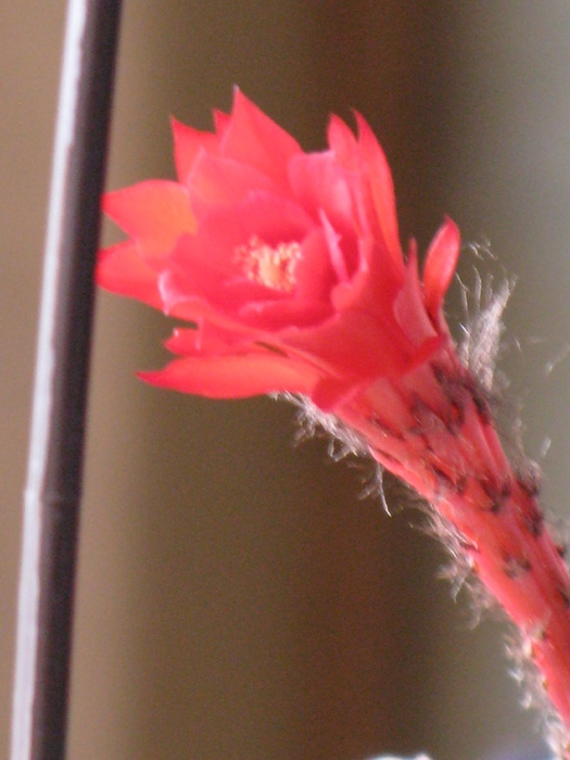 Matucana madisionorum - Flori cactusi si suculente