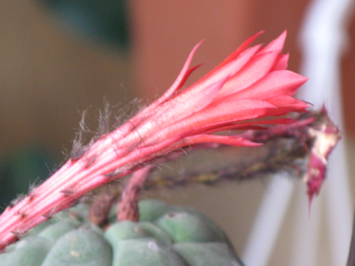 Matucana madisionorum - Flori cactusi si suculente