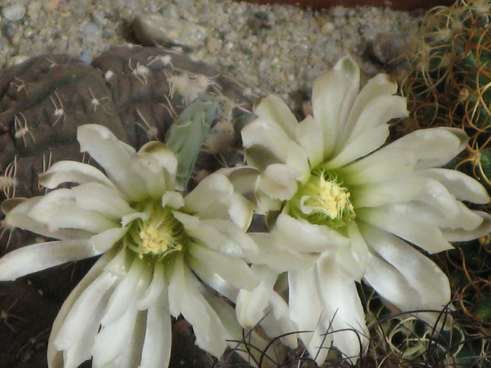 GYMNOCALYCIUM ragonesii f. morales - Flori cactusi si suculente