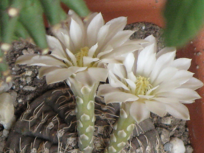 GYMNOCALYCIUM ragonesii f. morales - Flori cactusi si suculente