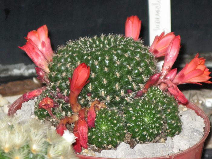IMG_9111 - Flori cactusi si suculente