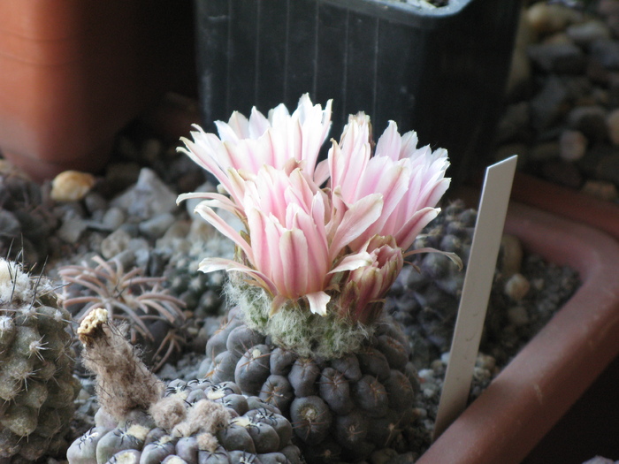 IMG_9686 - Flori cactusi si suculente