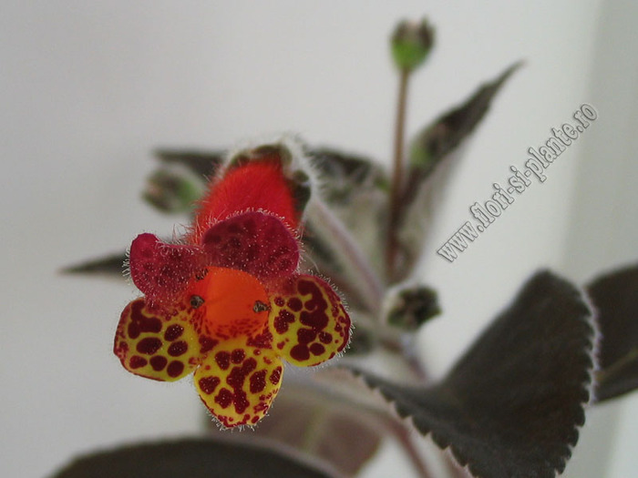 Kohleria Multifolia 2