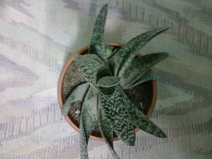 Gasteria - Suculente