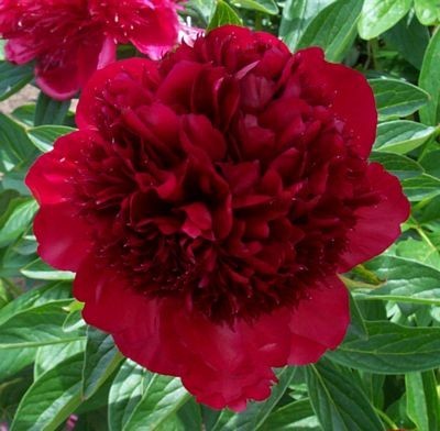 bujori rosii; bujori rosii extrem de apreciati atat la noi cat si peste hotare...sunt nelipsiti din jardinierele d
