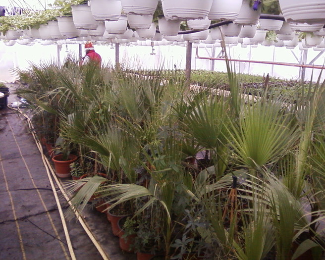 z (2) - palmieri