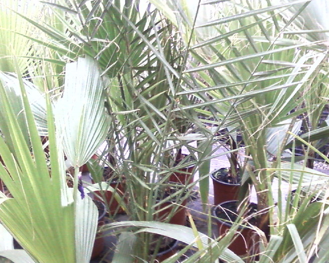 z (6) - palmieri