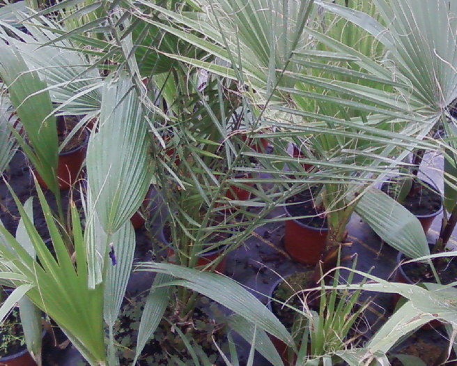 z (7) - palmieri