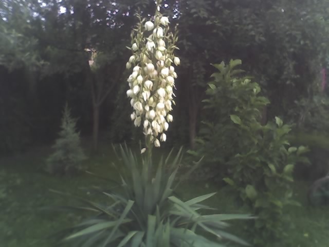 yucca inflorit