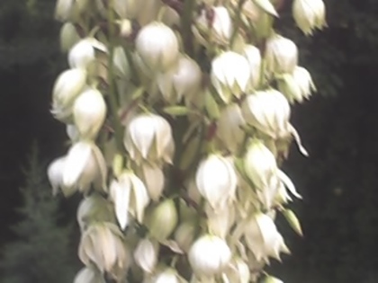 yucca detaliu floare - palmieri