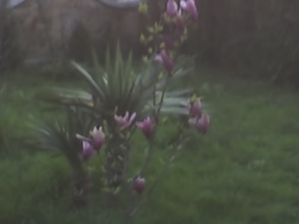 magnolia - gradina