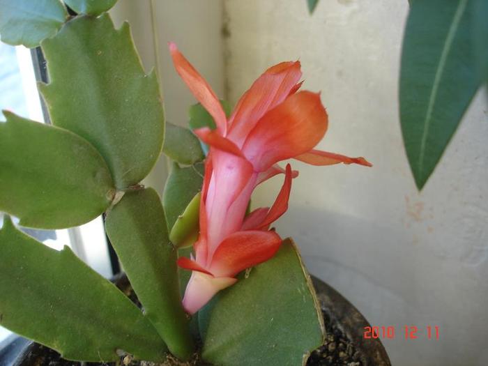 schlumbergera rosie 11.12.2010