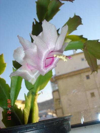 schlumbergera alba 11.12.2010