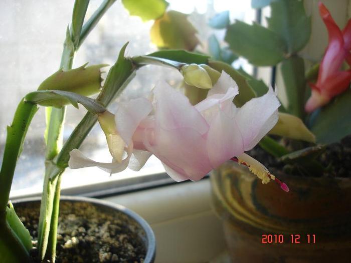 schlumbergera alba 11.12.2010