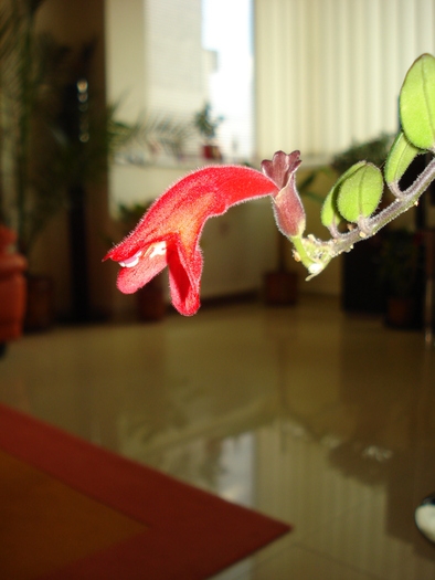 AESCHINANTHUS
