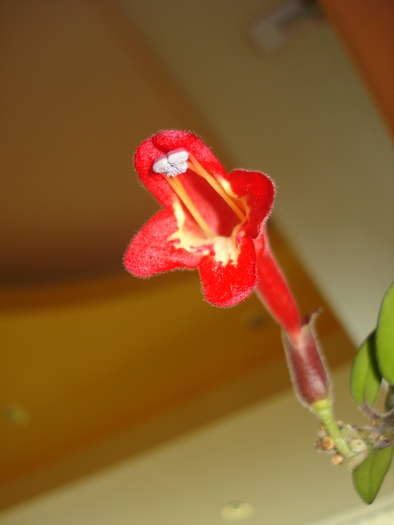 AESCHINANTHUS