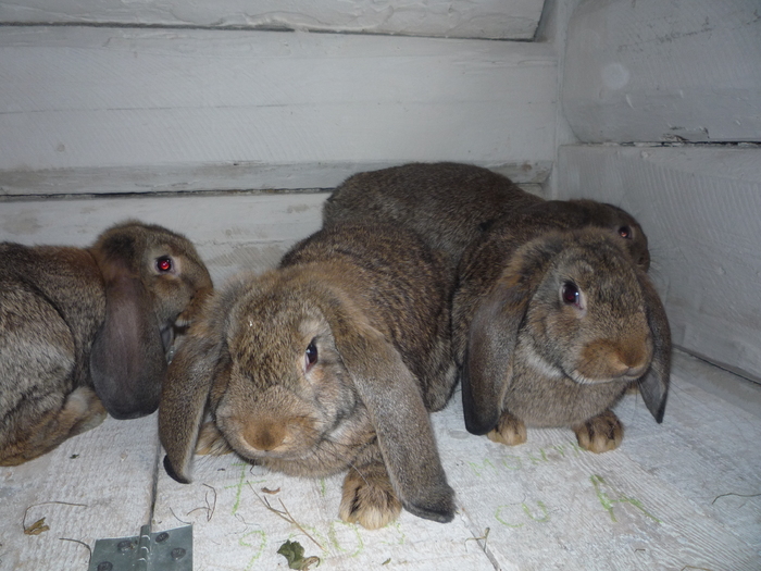 animalute 002 - My Rabbits