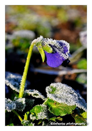 Toamna cu glazura de iarna