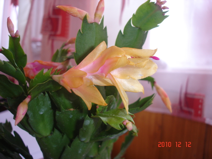 DSC00126 - Schlumbergera