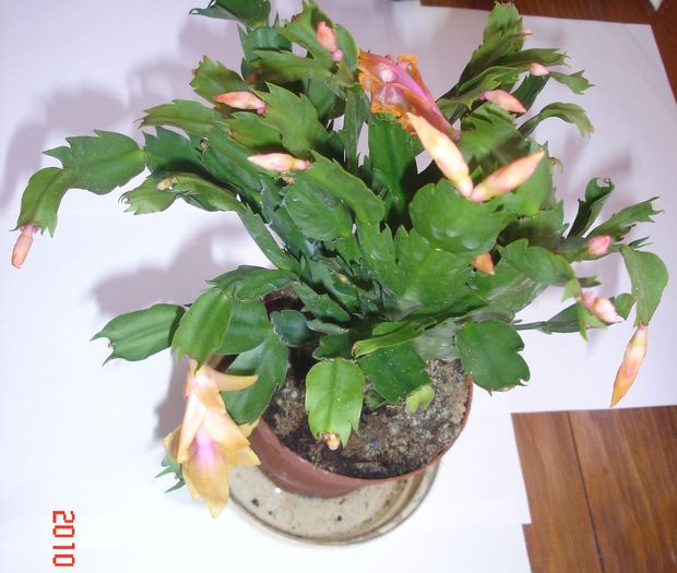 DSC00122 - Schlumbergera