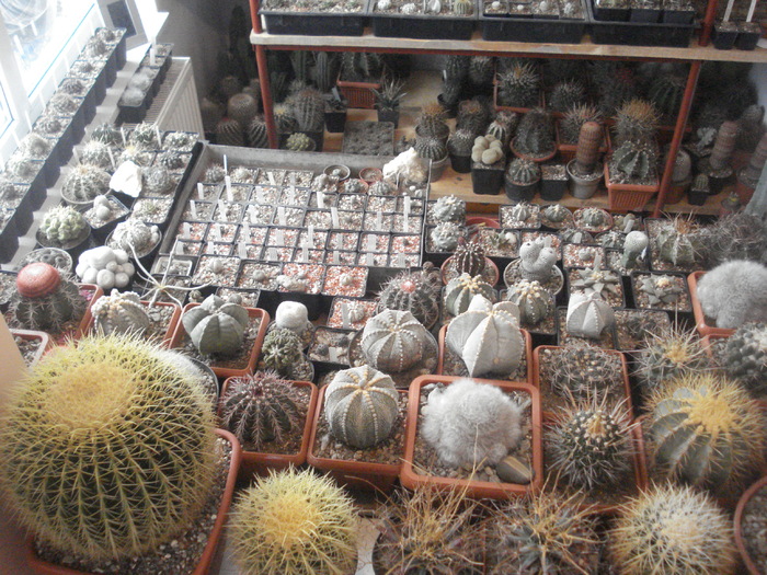 DSC05256 - Cactusi la iernat-Dec 2010