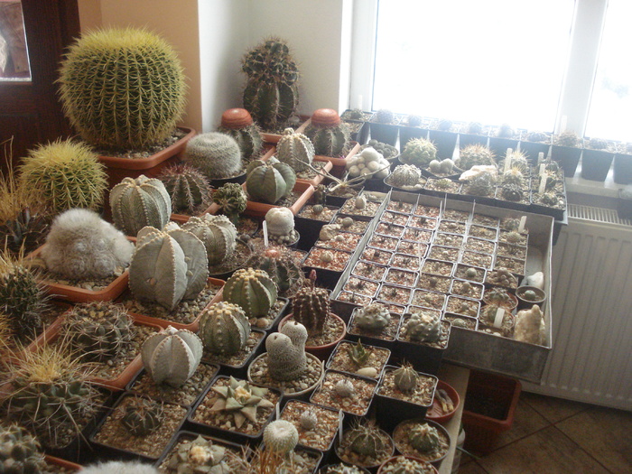 DSC05259 - Cactusi la iernat-Dec 2010