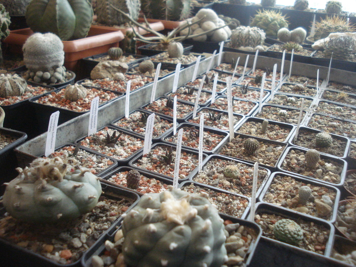 DSC05260 - Cactusi la iernat-Dec 2010