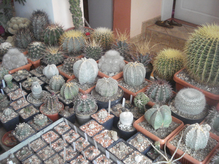 DSC05261 - Cactusi la iernat-Dec 2010