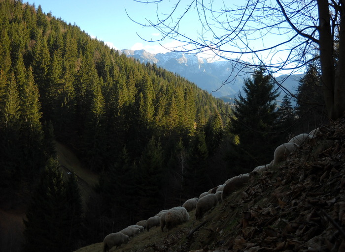 Peisaje (24); oi tigai turma mioare peisaj
