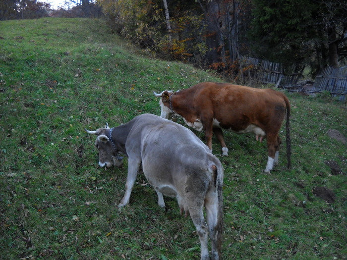 Peisaje (25) - Gospodaria