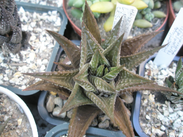 Haworthia limifolia 2009 - limifolia