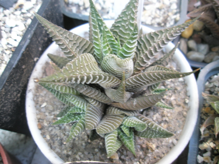 Haworthia limifolia v. ? -  2009; Colectia: Andre Provenineta: Seghet
