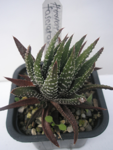 H. fasciata fma browniana - 2010; Colectia: Andre
