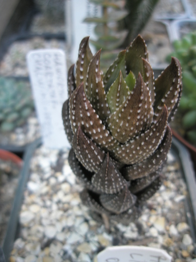 Haworthia coarctata f. chalwinii - 2009; Colectia: Andre
