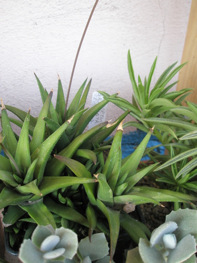 Haworthia glabrata pui - 2009; Colectia: Andre
