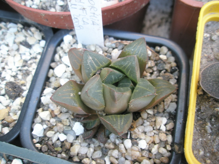 Haworthia magnifica - 2009; Colectia: Andre
