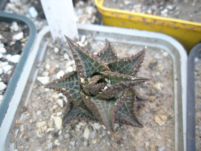 Haworthia tesselata - 2009; Colectia: Andre
