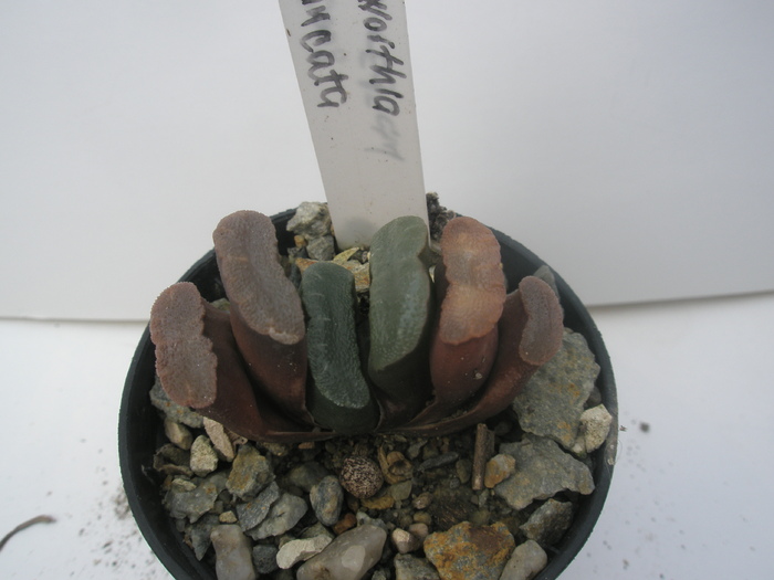 H. truncata - 2010; Colectia: Andre
