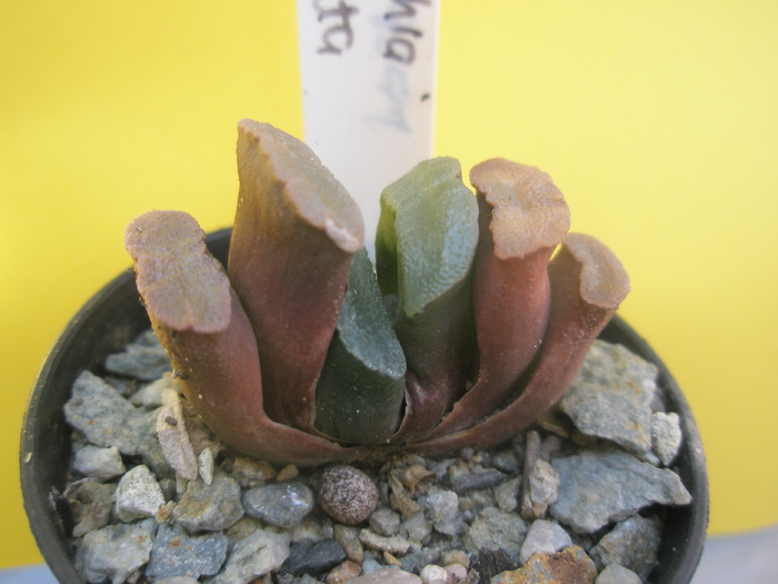 Haworthia truncata - 2010 - truncata