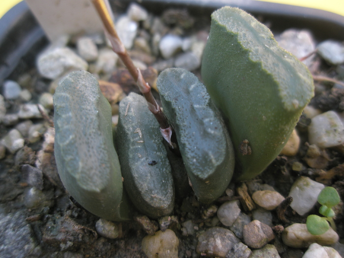 H. truncata - alta - 2010 - truncata