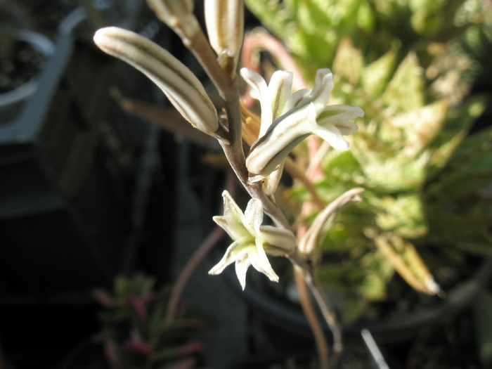 tija florala de la H. truncata - 2009 - truncata