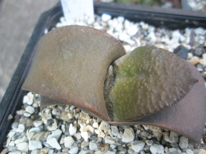 Gasteria armstrongii - 2009; Colectia: Andre
