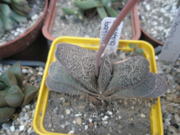 Gasteria baylisiana - 2009; Colectia: Andre
