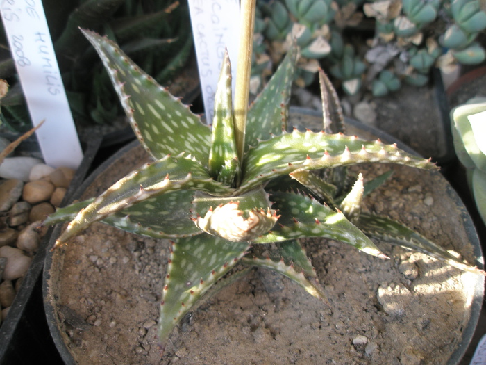 Aloe descoingsii - 2009; Colectia: Andre
