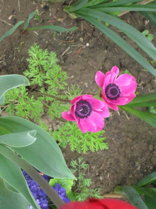 poze primavara 117 - anemone