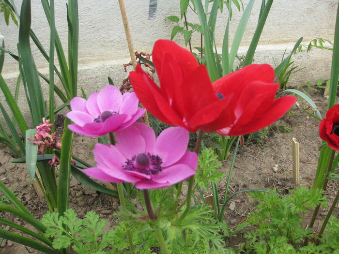 poze primavara 062 - anemone