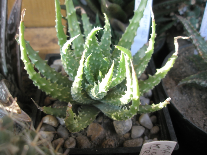 Aloe humilis - 2009; Colectia: Andre
