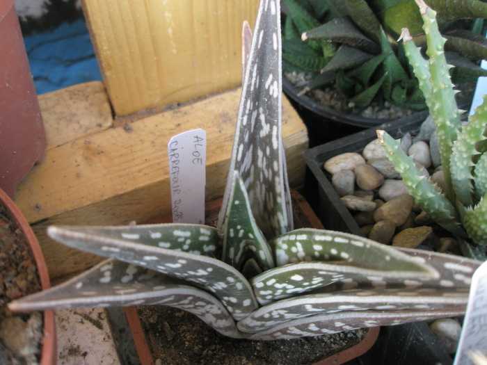 Aloe variegata - 2009 - variegata