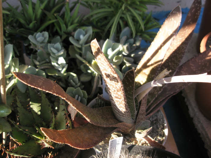 Gasteria decipiens - 2009 - decipiens