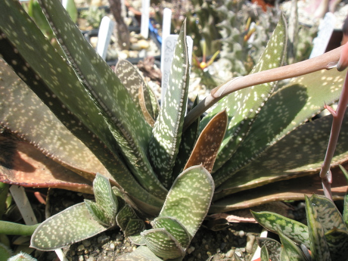 Gasteria decipiens - 05.2010; Colectia: Andre
